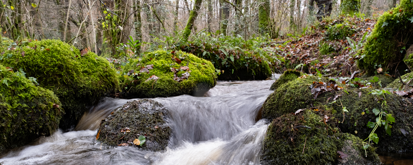 Le monde vivant des eaux courantes